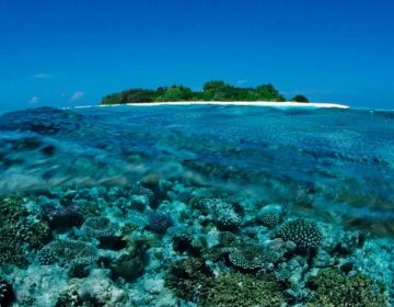 Coral Reefs of the Maldives