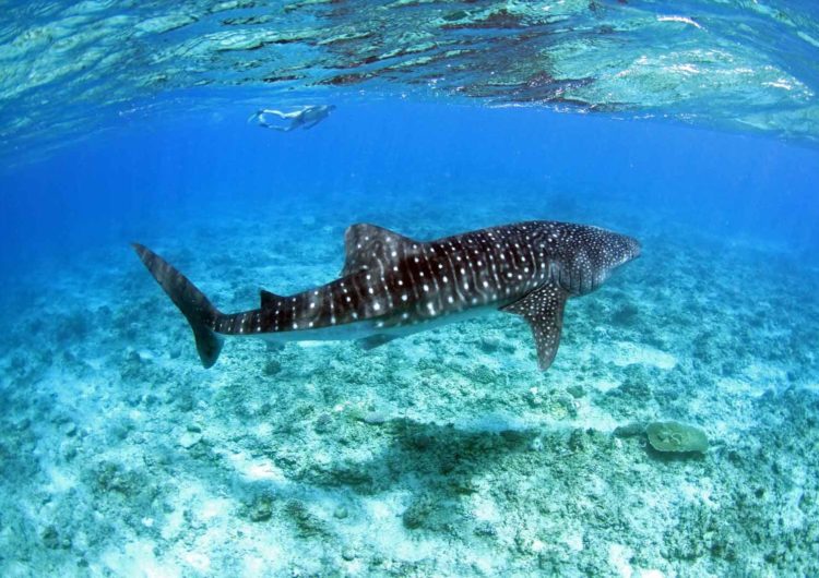 South Ari Atolls (Alifu Dhaalu)