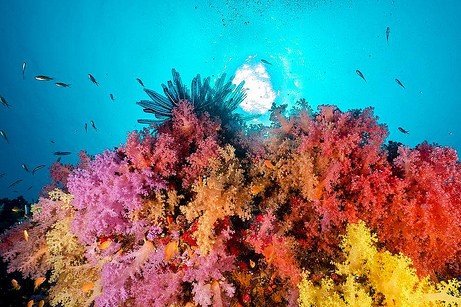 Diving in the North Malé Atoll – The Makunudhoo Region