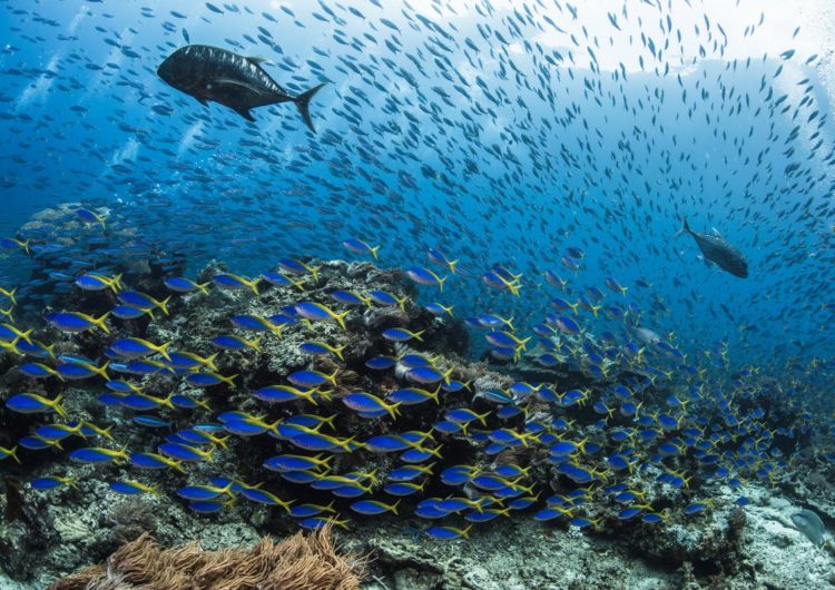 Diving in the North Ari Atoll -The Halaveli Region