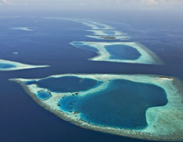Diving in the North Nilandhe Atoll – The Feeali Region