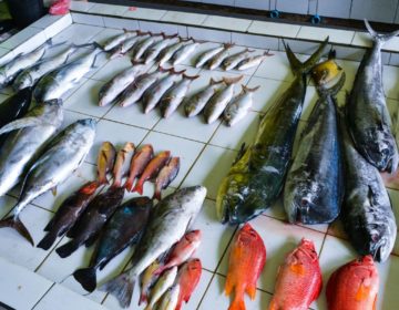 Top Attractions in Malé – The Fish Market