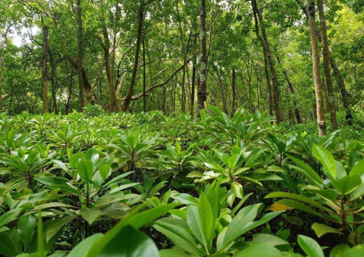 Three Eco-Rich Areas of the Maldives Declared Conservation Sites