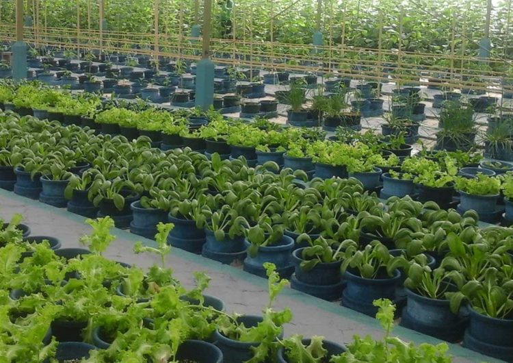 Hydroponics – The Future of Local Farming in the Maldives