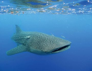 The Maldives Whale Shark Research Programme (MWSRP)