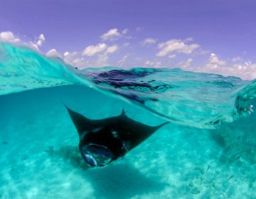 Dive with Manta Rays in Hanifaru Bay