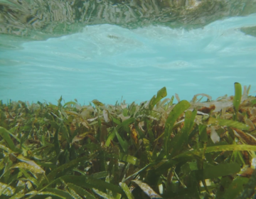 Equator Village Joins Nationwide Campaign to Protect the Maldives’ Seagrass