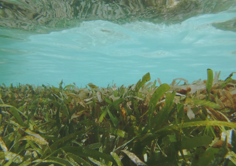 Equator Village Joins Nationwide Campaign to Protect the Maldives’ Seagrass